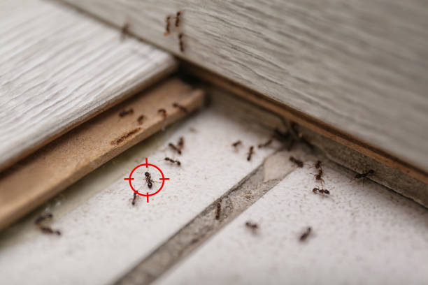 Best Bed Bug Extermination  in Frisco, TX